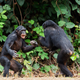 Lucha entre chimpancés. Sergey Uryadnikov / Shutterstock
